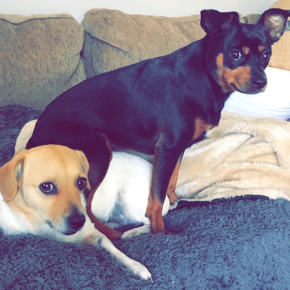 🐾🌞 Bookmark & Bio - Picture 2 of 3